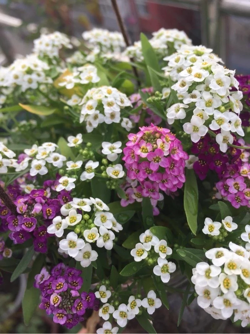 香雪球花期長，爆盆容易極芳香，是盆栽佳品