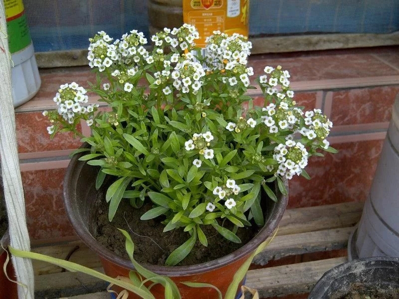 香雪球花期長，爆盆容易極芳香，是盆栽佳品