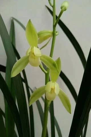 普通土壤為什么不適合養(yǎng)殖蘭花