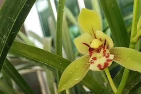 普通土壤為什么不適合養(yǎng)殖蘭花