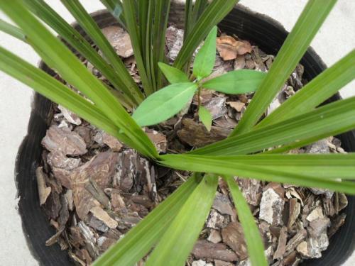 直接用它養蘭花，比市面蘭花土好10倍！