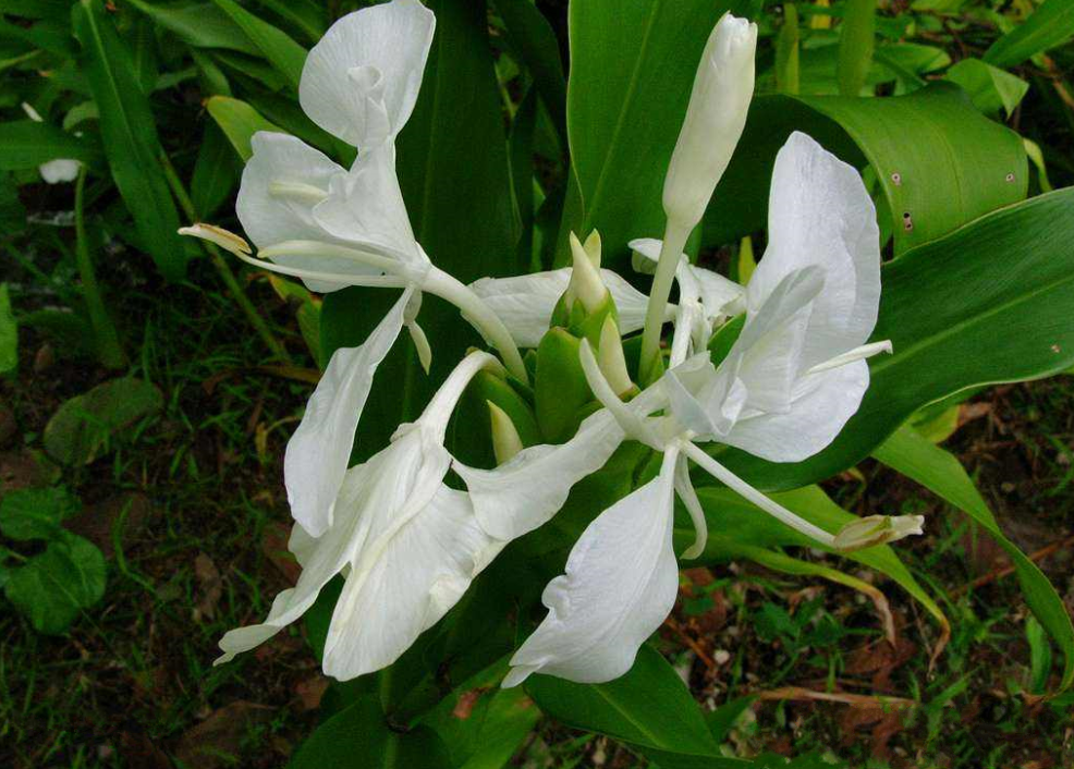 被日本稱為“亞洲人參”的珍貴植物