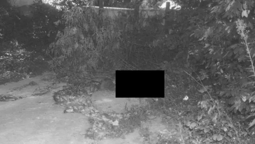 植物可以協(xié)助破案？