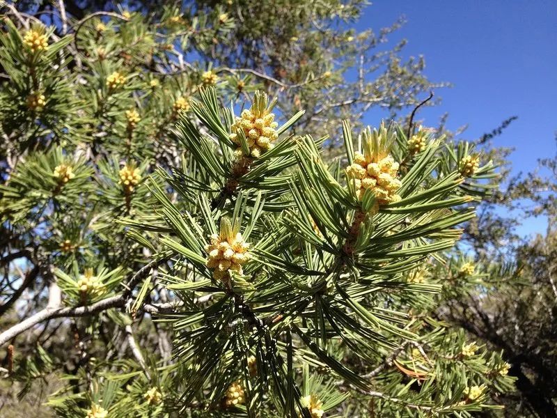 植物可以協(xié)助破案？