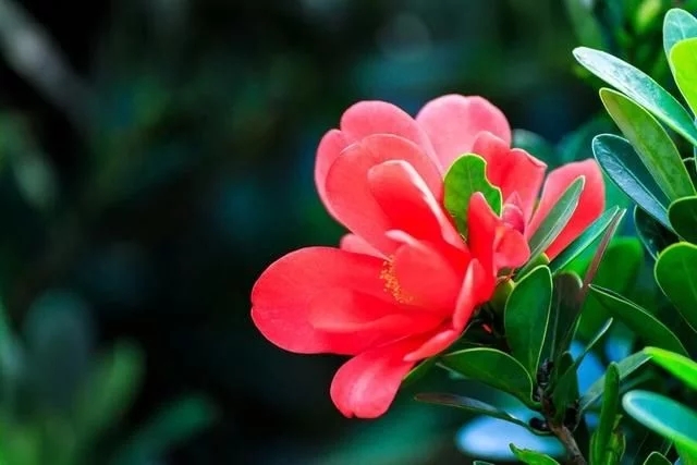 解開植物界瀕危國寶四季杜鵑紅山茶的面紗