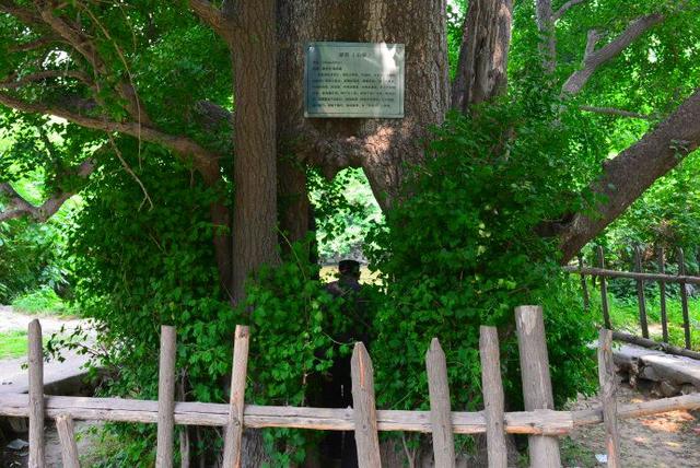 河南千年古寺里的千年古樹仍枝繁葉茂