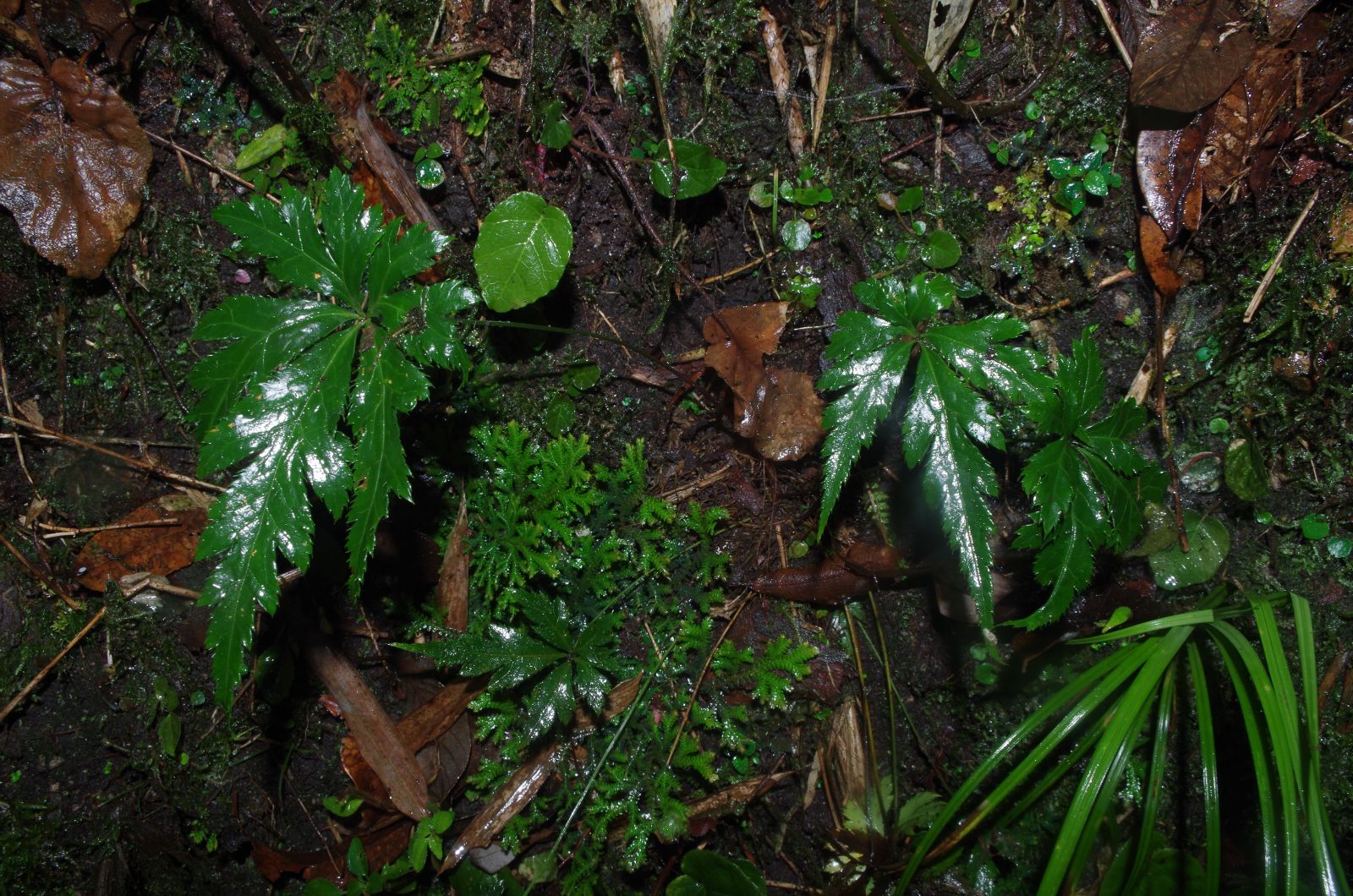 極危植物五裂黃連遭非法采挖 