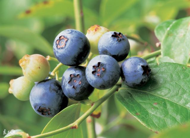 關于苗木——藍莓種植中的關鍵注意事項