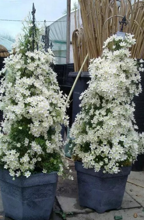 盆栽花卉鐵線蓮，掌握這4個要點