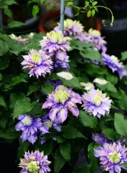 盆栽花卉鐵線蓮，掌握這4個要點