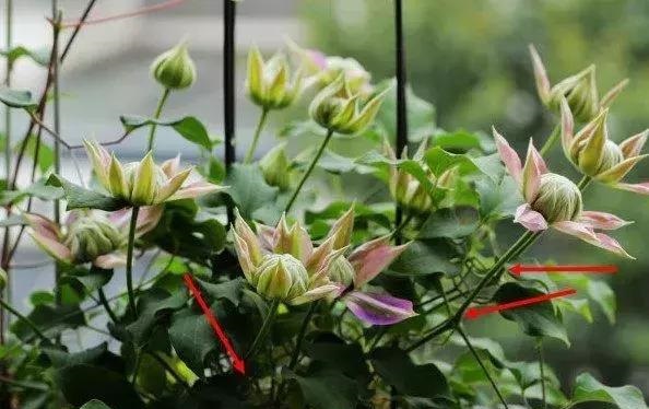 盆栽花卉鐵線蓮，掌握這4個要點