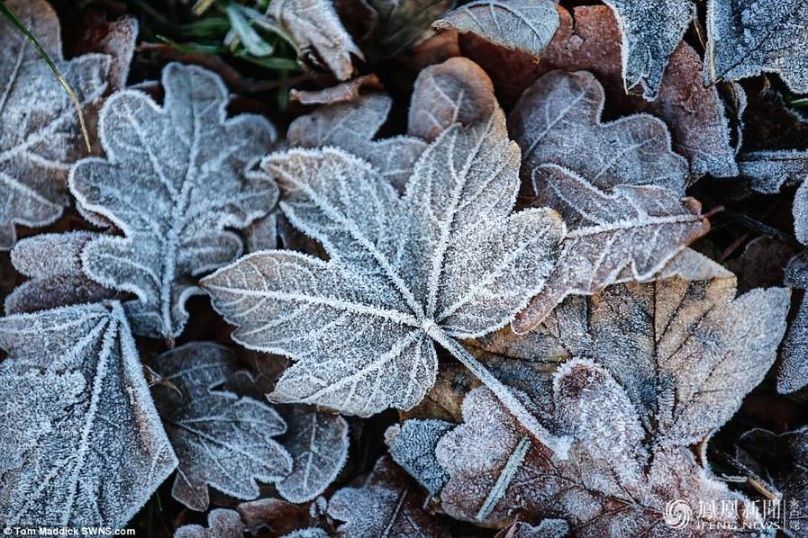 天太冷，英國植物變冰雕
