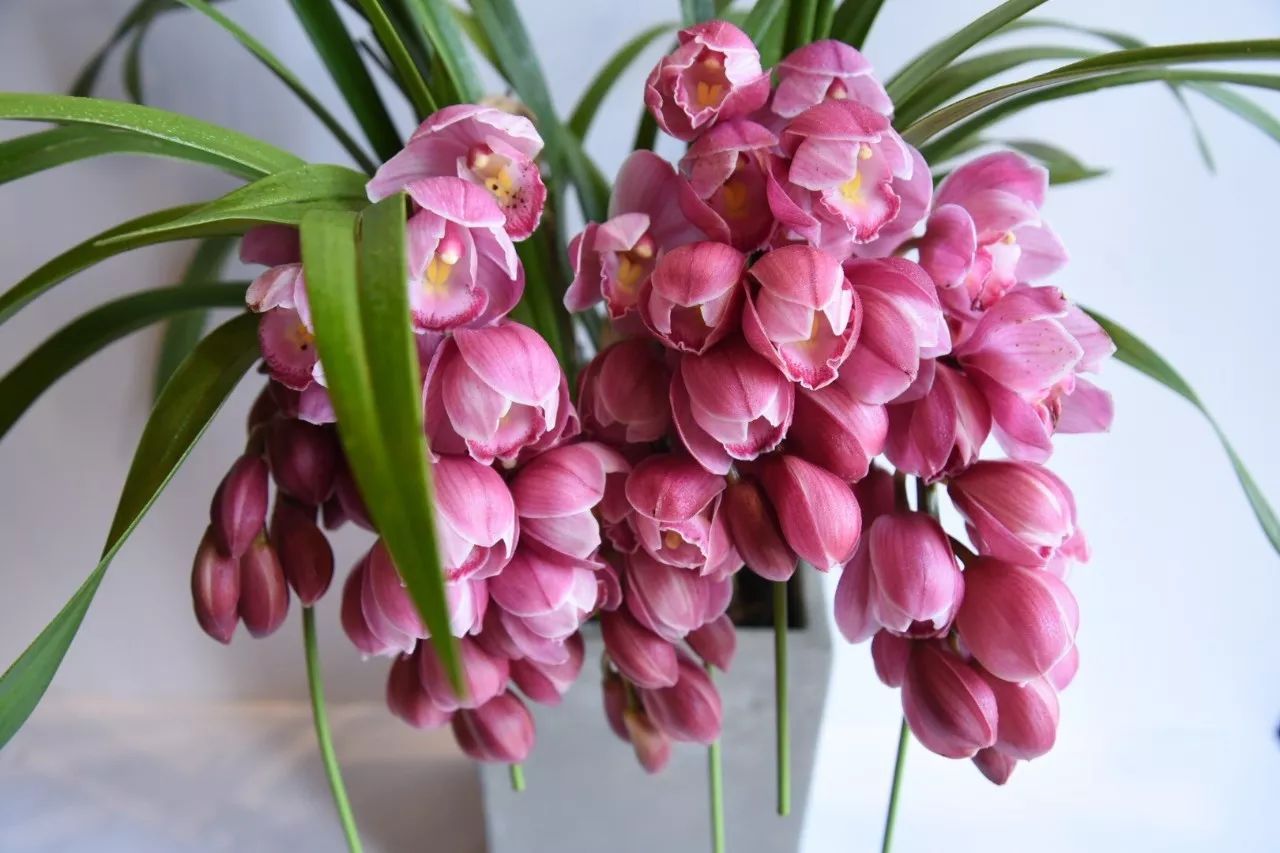 大花蕙蘭的養護