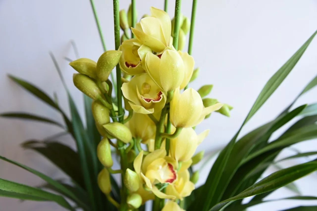 大花蕙蘭的養護