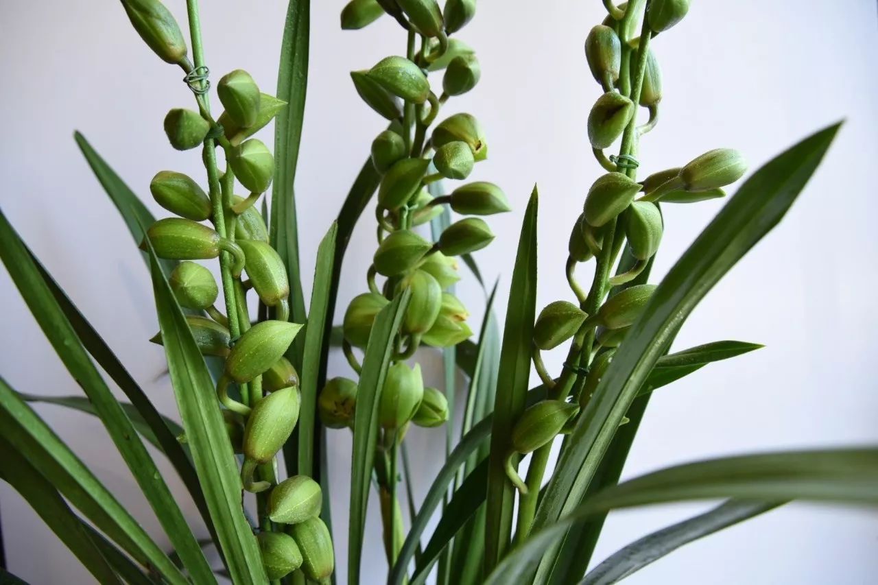 大花蕙蘭的養護