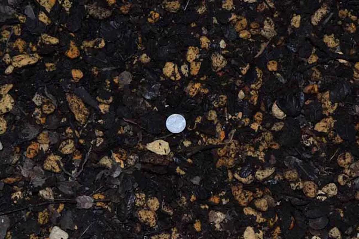 大花蕙蘭的養護