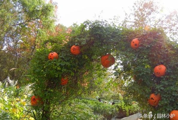 園林植物配置6大藝術手法