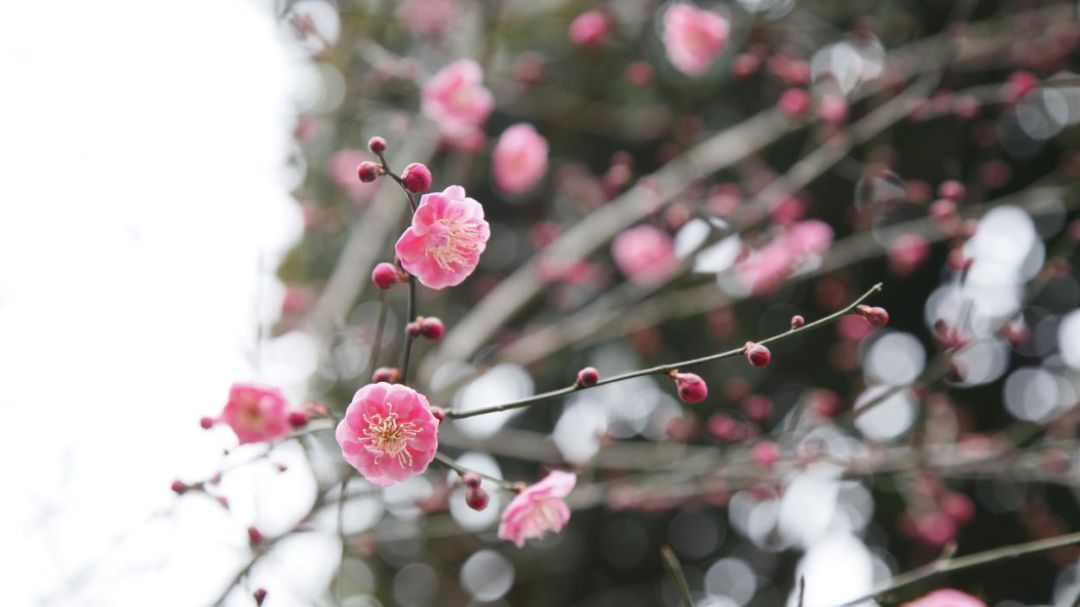 杭州城里居然有110種世界珍稀瀕危植物