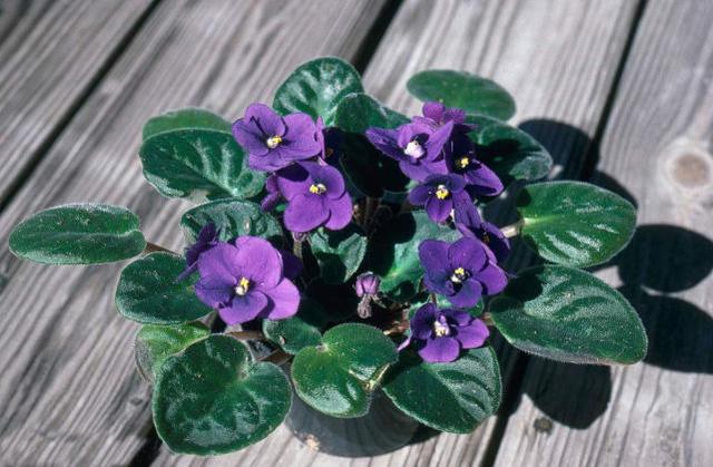 這些花卉植物，在任何地方都可以養殖的很好