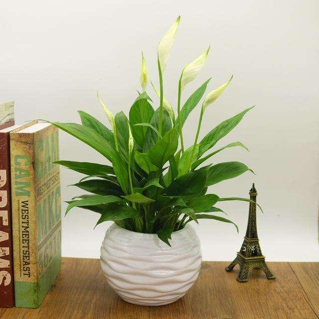 這些花卉植物，在任何地方都可以養殖的很好