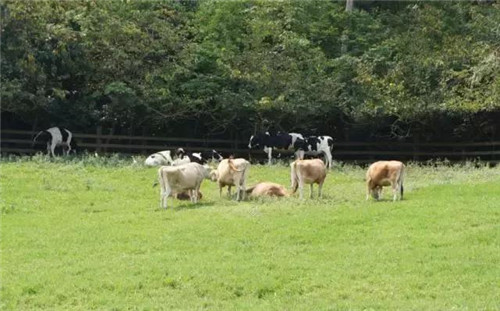 休閑農(nóng)業(yè)經(jīng)營的10大經(jīng)驗