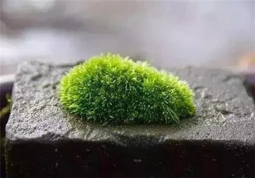 自制禪意插花，與心靈碰撞的心靈藝術(shù)