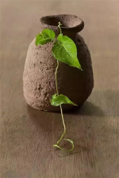 自制禪意插花，與心靈碰撞的心靈藝術(shù)