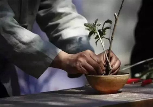 自制禪意插花，與心靈碰撞的心靈藝術(shù)