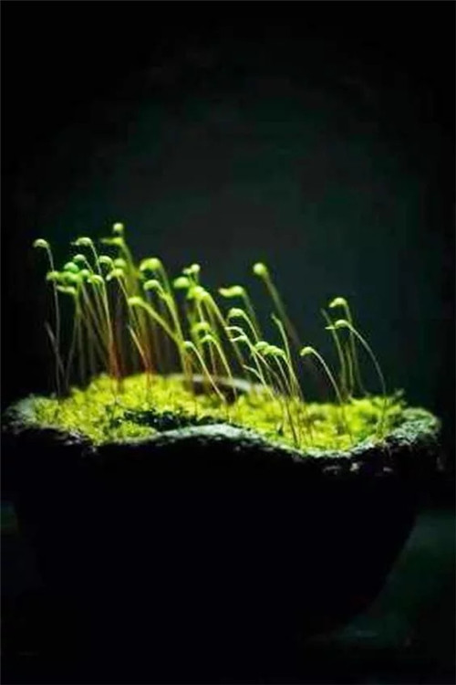 自制禪意插花，與心靈碰撞的心靈藝術(shù)