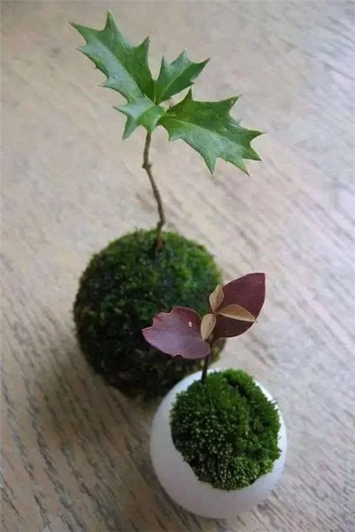 自制禪意插花，與心靈碰撞的心靈藝術(shù)