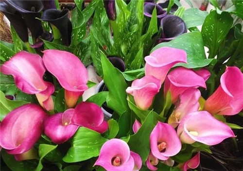 花卉市場里，這幾種花，很受大家喜愛