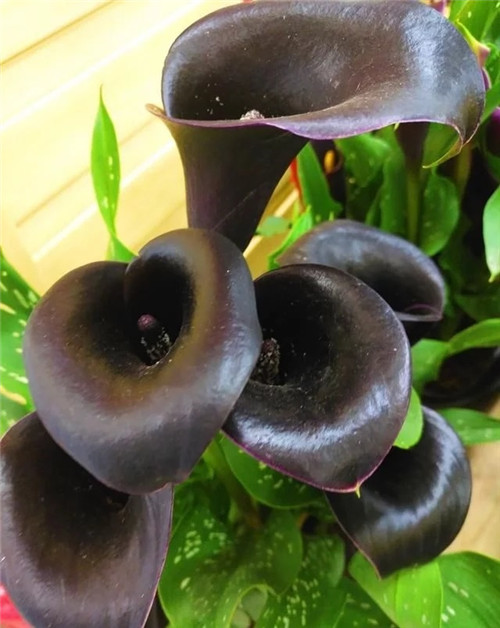 花卉市場里，這幾種花，很受大家喜愛