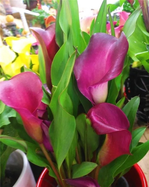 花卉市場里，這幾種花，很受大家喜愛