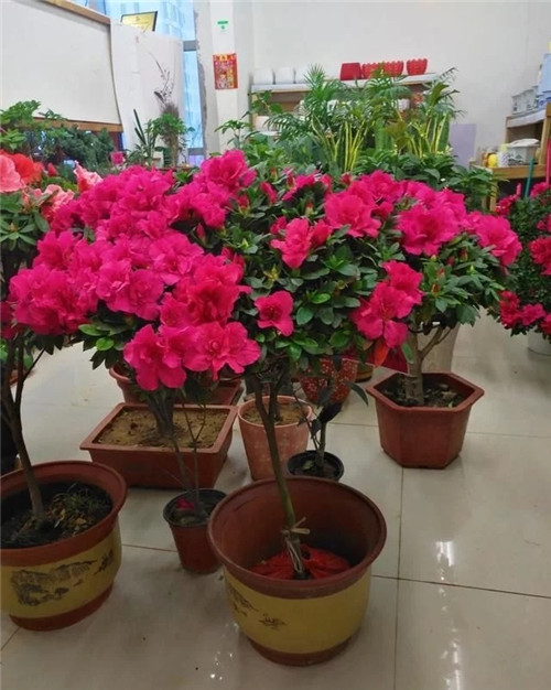 花卉市場里，這幾種花，很受大家喜愛