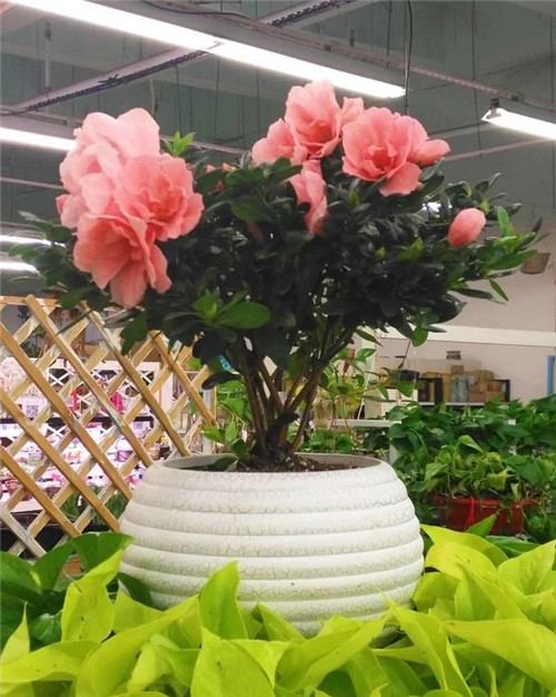 花卉市場里，這幾種花，很受大家喜愛