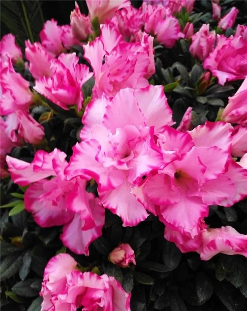 花卉市場里，這幾種花，很受大家喜愛