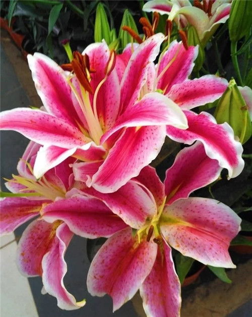 花卉市場里，這幾種花，很受大家喜愛