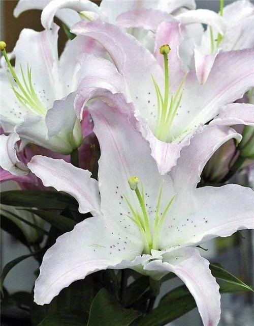 花卉市場里，這幾種花，很受大家喜愛