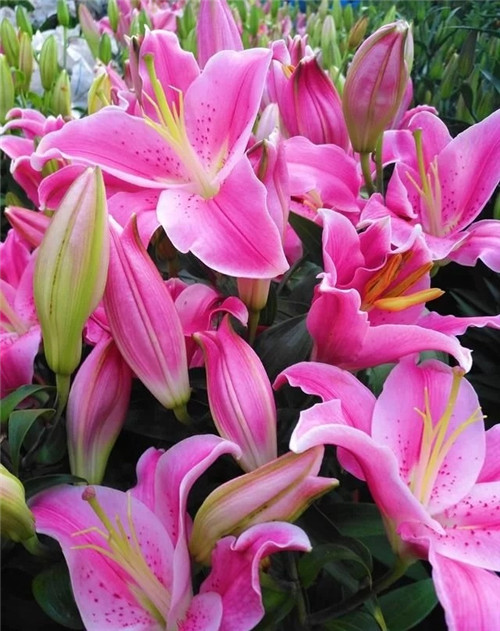 花卉市場里，這幾種花，很受大家喜愛