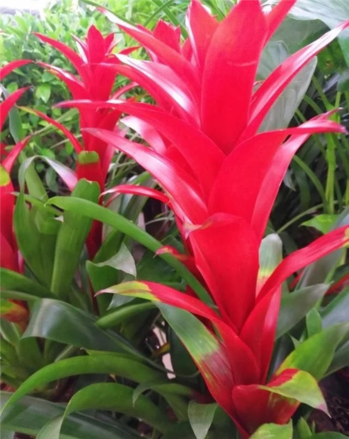 花卉市場里，這幾種花，很受大家喜愛