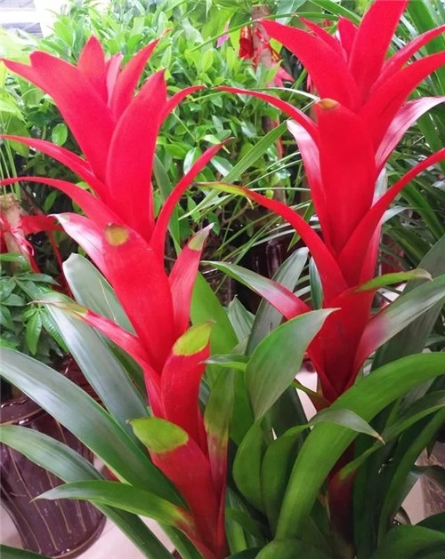 花卉市場里，這幾種花，很受大家喜愛