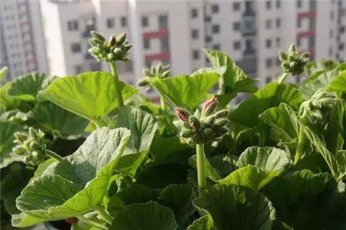 不想給花卉換盆，花卉盆土不板結怎么辦