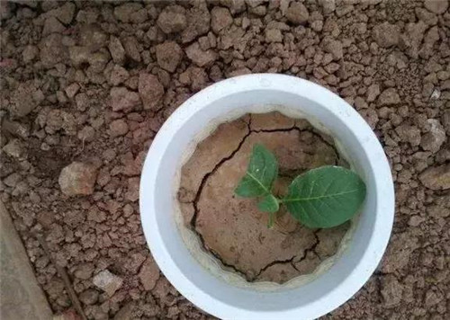 不想給花卉換盆，花卉盆土不板結怎么辦