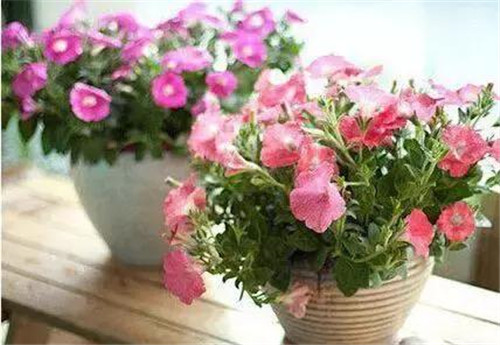 不想給花卉換盆，花卉盆土不板結怎么辦