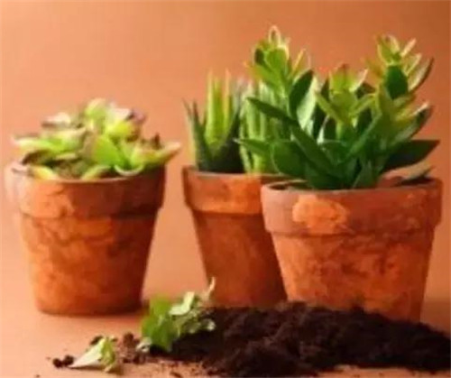 不想給花卉換盆，花卉盆土不板結怎么辦