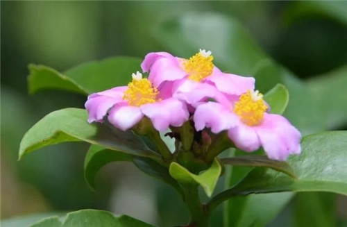 櫻麒麟盆栽和做藝術(shù)造型的花籬花架效果佳