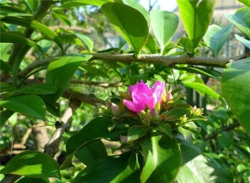 櫻麒麟盆栽和做藝術(shù)造型的花籬花架效果佳