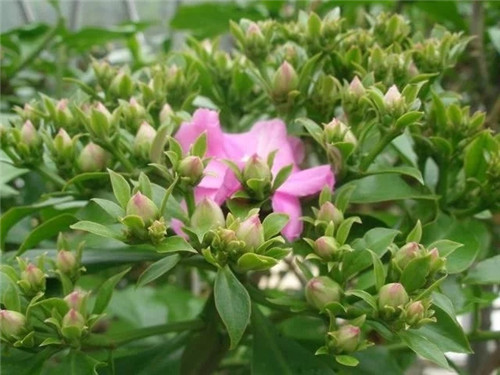 櫻麒麟盆栽和做藝術(shù)造型的花籬花架效果佳