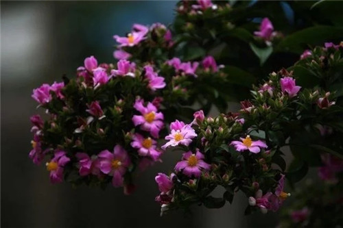 櫻麒麟盆栽和做藝術(shù)造型的花籬花架效果佳