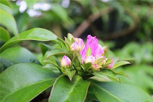 櫻麒麟盆栽和做藝術(shù)造型的花籬花架效果佳